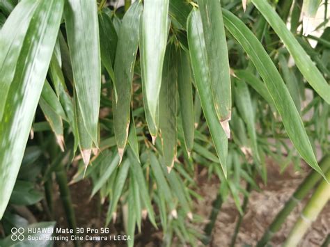 竹子繁殖方式 龜頭 黑